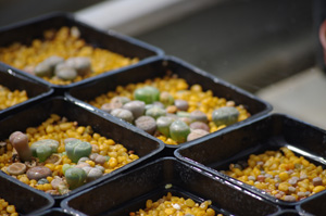 semillero lithops